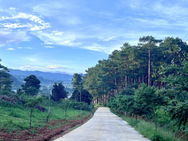 Cần Bán Đất 1.000m² Sát Rừng Thông, Không Gian Nghỉ Dưỡng Hiếm Có Gần Đà Lạt